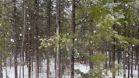 慢慢地从小屋的窗户望向森林, 大片雪花优雅地向地面<unk>道.