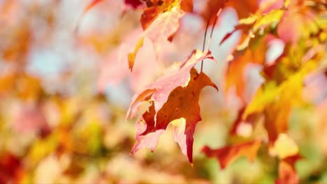 beautiful deep red and yellow fall autumn leaves with a blue sky background blow peacefully in the wind