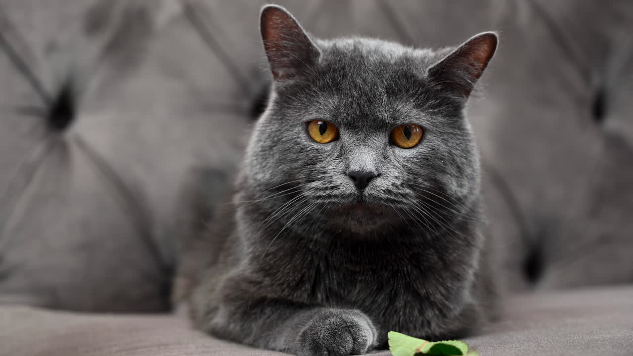 Primo piano di un gatto British Shorthair grigio con occhi arancioni seduto su un divano grigio