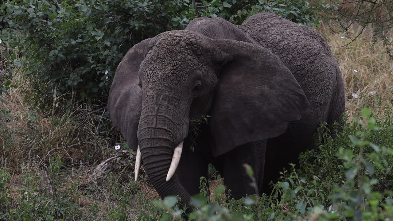 elefante de pie entre las plantas comiendo hojas en tanzania, áfrica