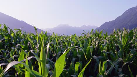 Maize-Crop-With-Leaves-Gently-Swaying-In-Wind-With-View-Of-Hazy-Mountain-Landscape-In-Background