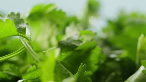 close-up of fresh coriander/cilantro