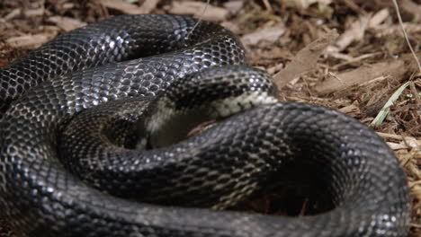 black rat snake begins suffocating its pray - close up