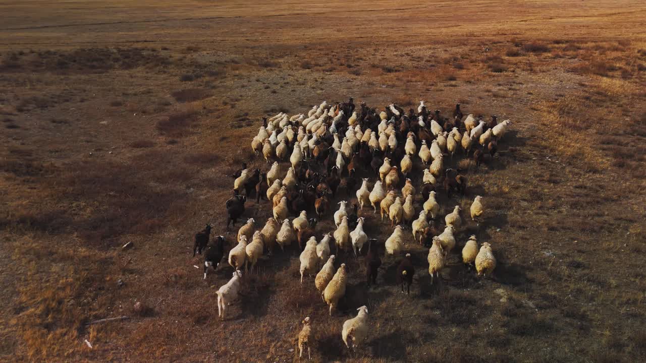 Aerial View of a Herd of Sheep in a Field