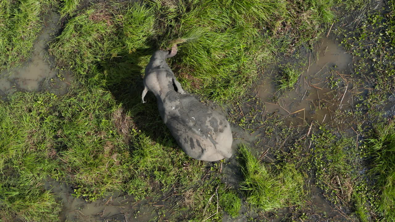 Aerial: Drone Sri Lanka Wildlife hovering above Elephant