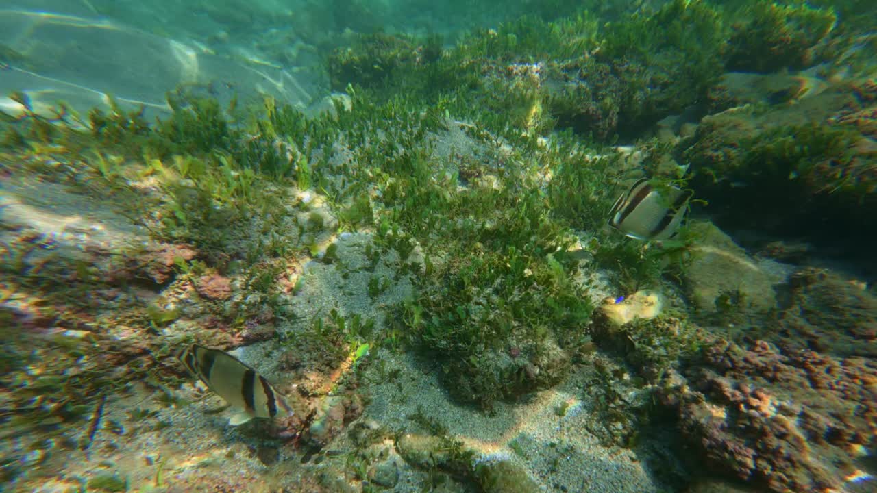 Close-up of vivid marine life featuring butterflyfish and lush underwater vegetation in Tenacatica, Jalisco, Mexico. Crystal-clear waters provide vibrant, detailed views of the ocean floor