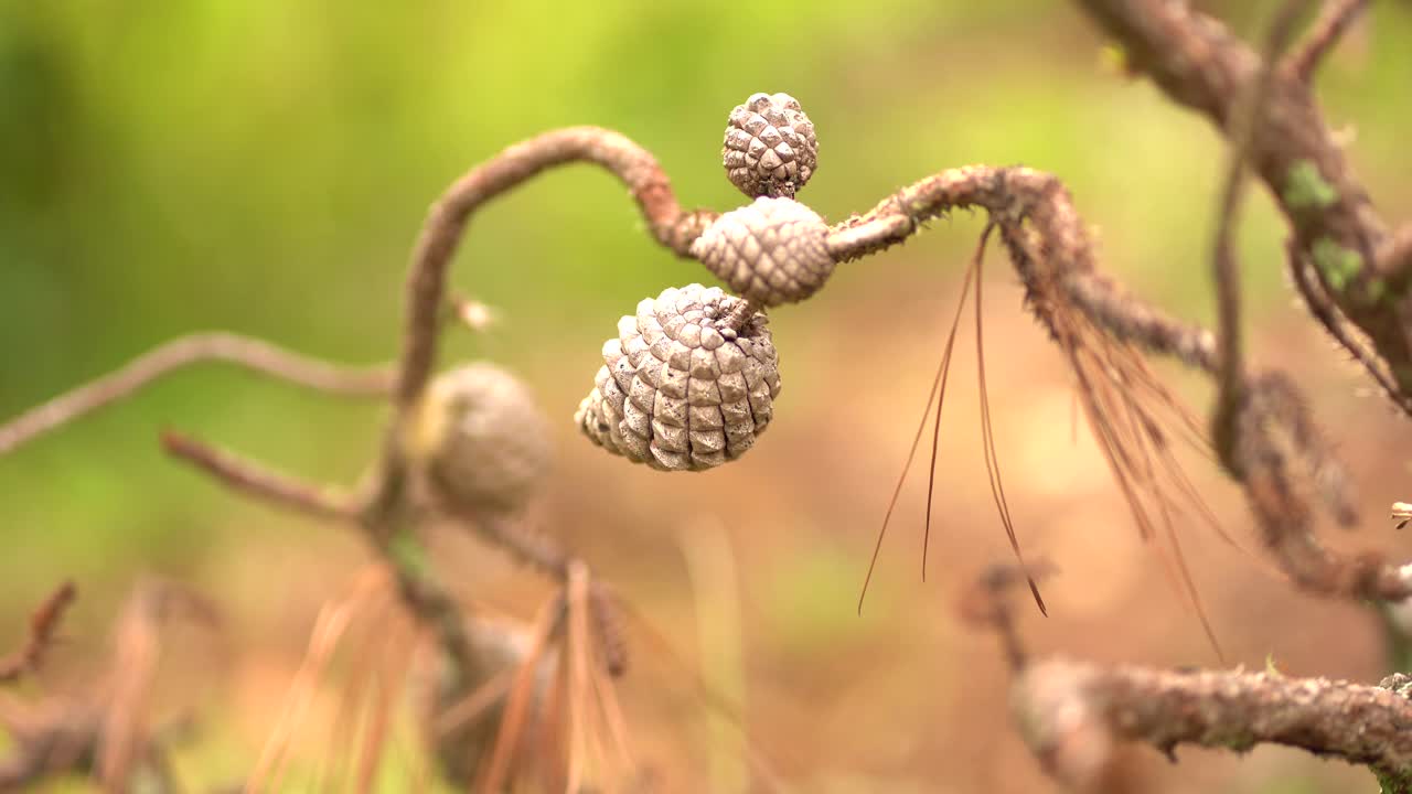 죽은 소나무 가까이