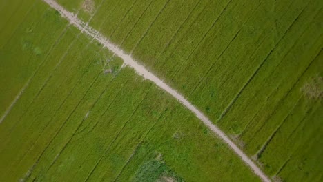 aerial drone view of rolling shot over the pathway in the middle of the grass fields