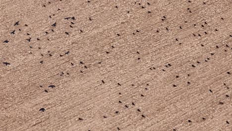 Rooks and Jackdaws foraging and feeding on cereal stubble golden wheat agricultural field