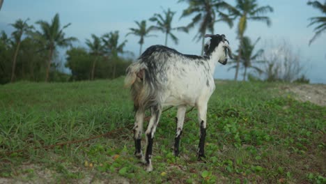 a goat grazes in a tropical field with palm trees swaying in the background