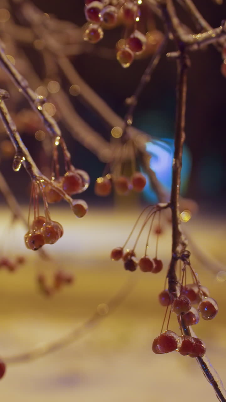 Frost-covered winter berries hang from delicate branches, glistening under warm golden light while gently swaying, blurred background features a passing car and soft atmospheric glow