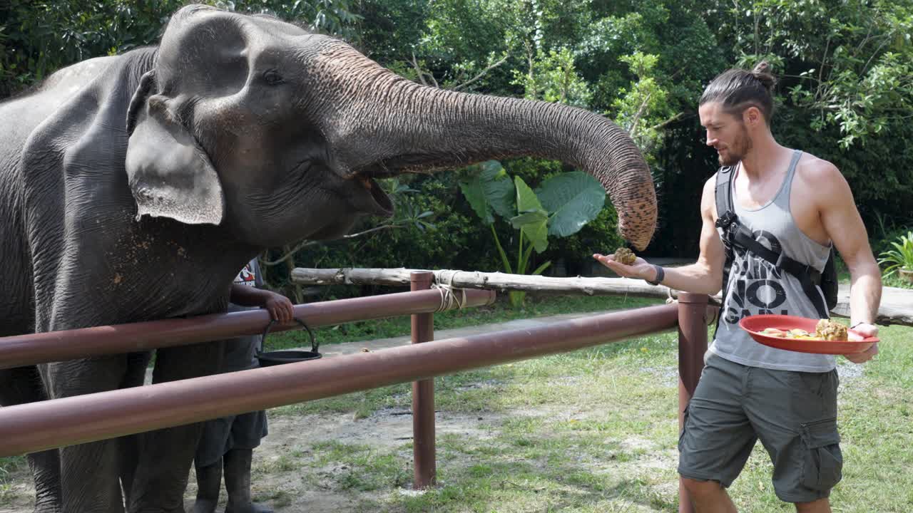 slow-motion shot of a young Caucasian tourist feeding an elephant. The elephant catches the food with its trunk and puts it in its mouth.