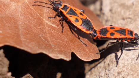 macro shot of two mating fire bugs crawling over a stone, leave and dirt in a forest