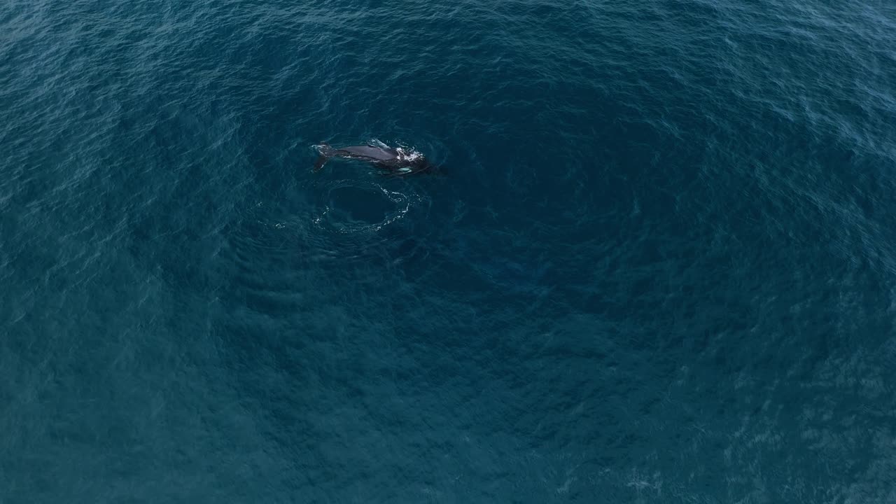 Humpback whales coming up for air