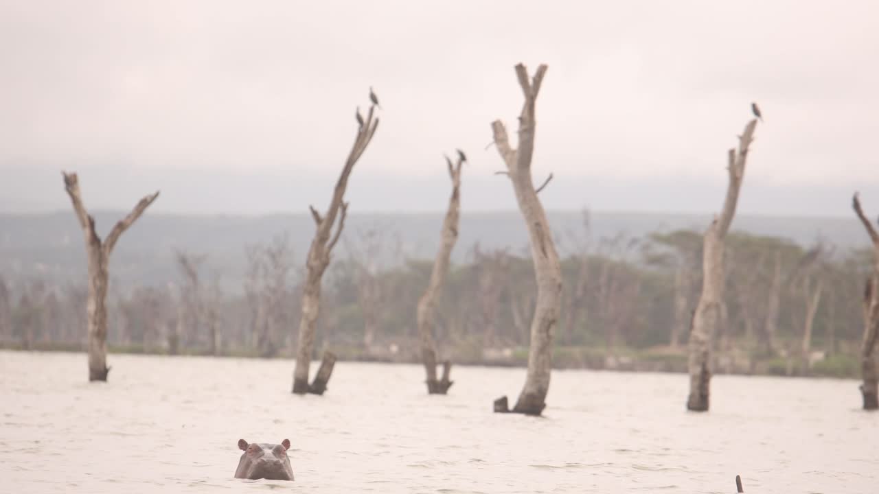 boat safari seeing hippos with their heads out of water