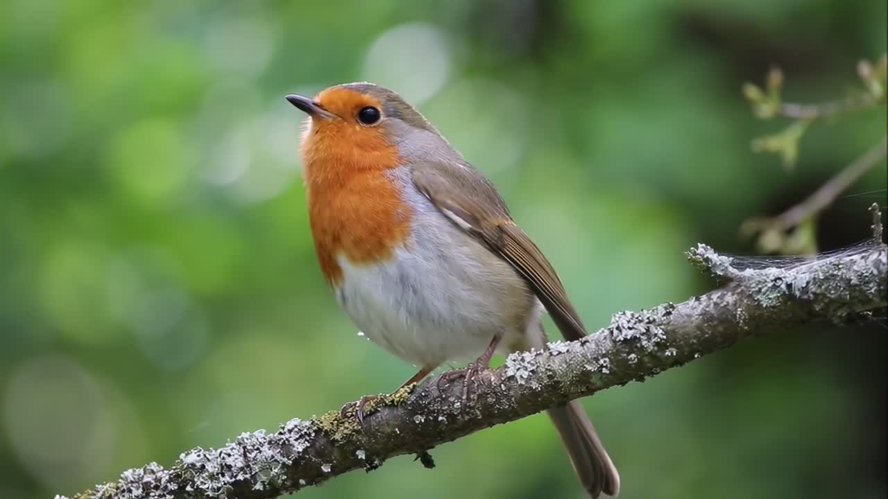 Video ravvicinato di un pettirosso appollaiato su un ramo, ripreso da un angolo laterale, con uno sfondo verde sfocato