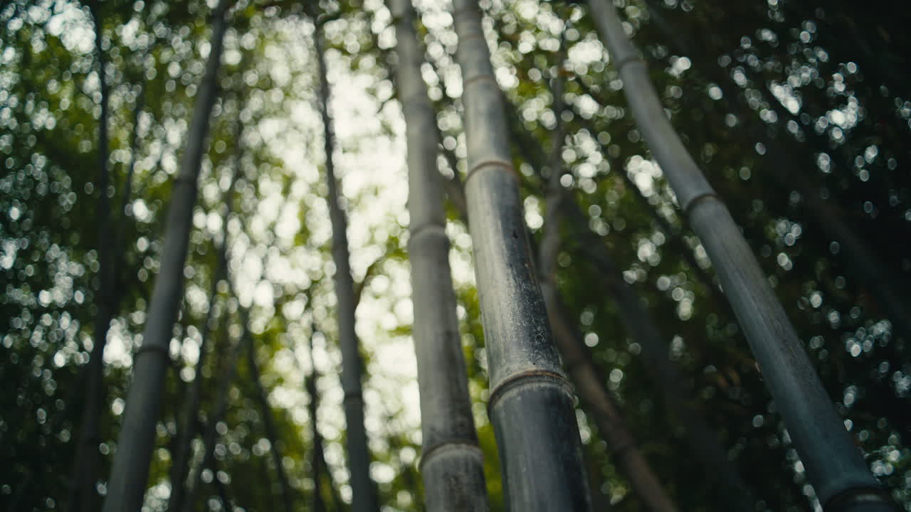 Vista dal basso verso l'alto attraverso alti fusti di bambù nero con una luce bokeh soffusa che filtra tra le foglie. Scena forestale calma e suggestiva con un'atmosfera naturale cinematografica e sognante.