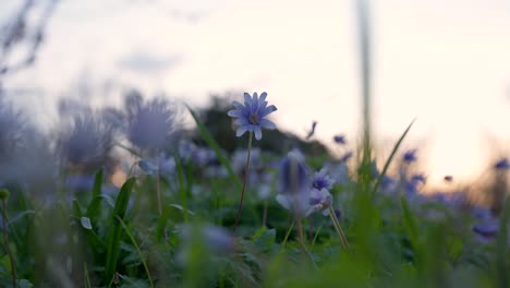 Einzelne-Blume,-Die-Im-Wind-Weht---Handgehalten