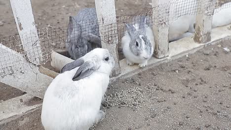 Sanctuary-of-white-rabbits-eating-together,-wide-shot