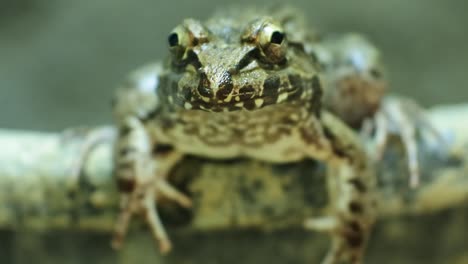 malayan giant toad frog or river toad