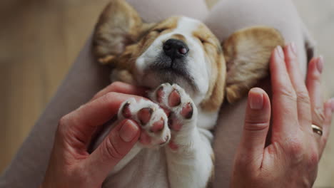 pet owner playing with funny sleepy beagle puppy