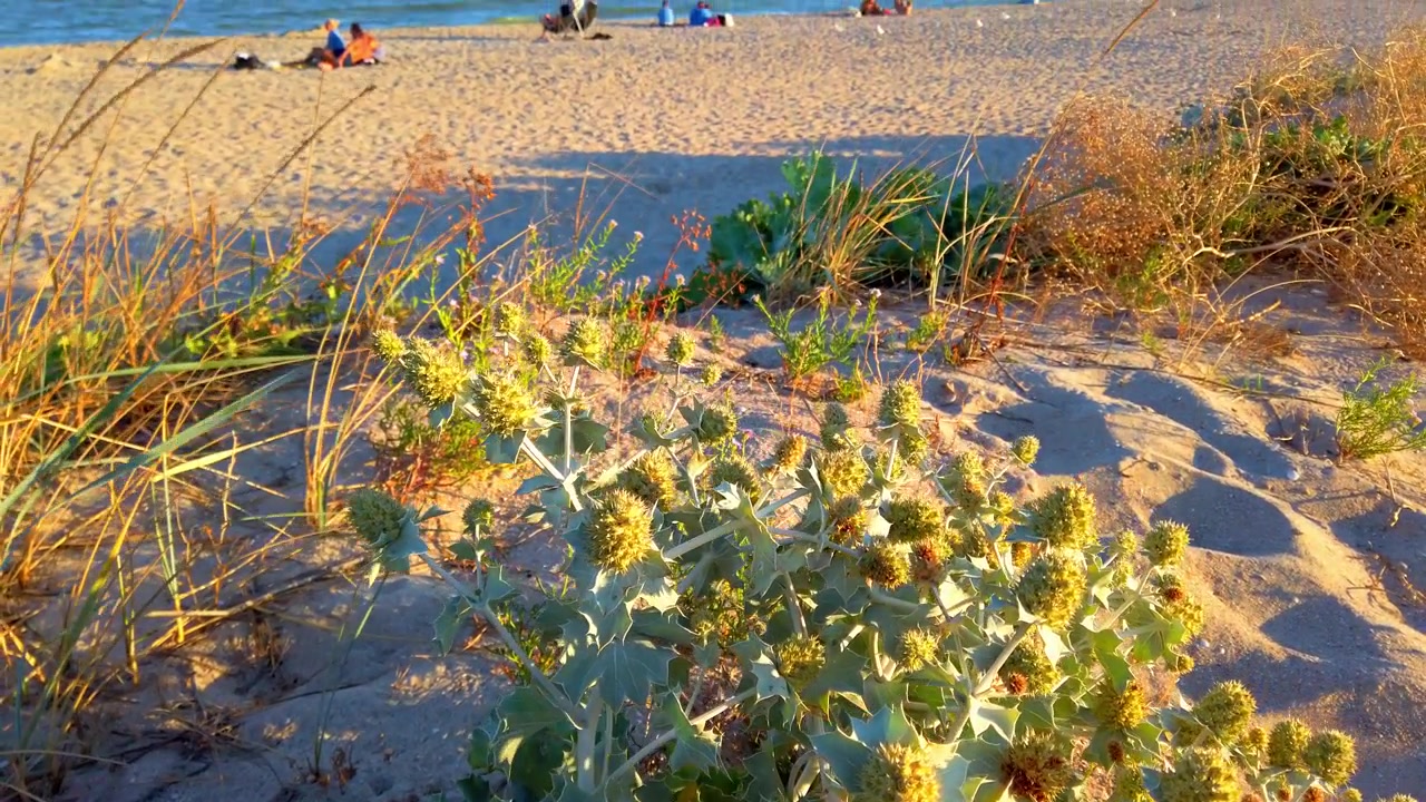 Eryngium maritimum. Fiori spinosi con foglie spinose. Fotografando dune di sabbia in estate. Fotografando di sera.