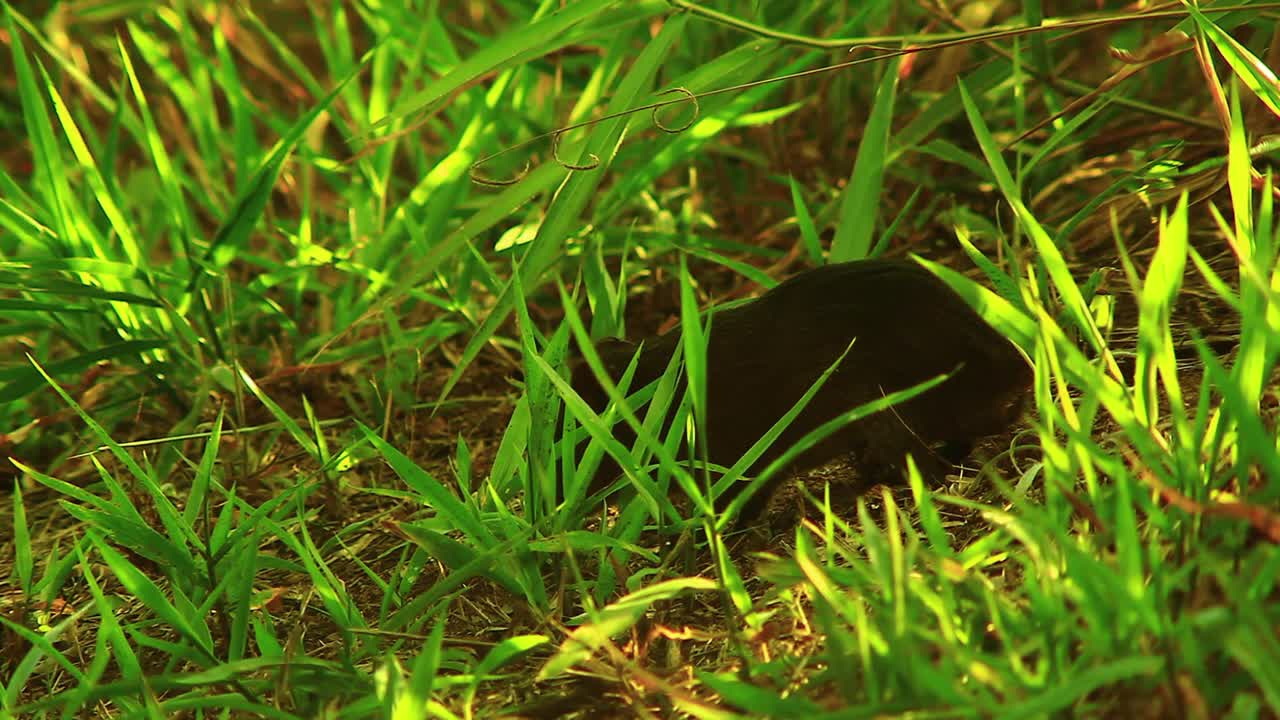 un agutí negro parecido a una rata que se arrastra por el suelo del bosque en la sabana brasileña