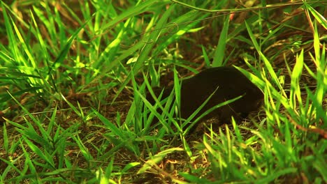 Ein-Rattenähnlicher-Schwarzer-Agouti,-Der-In-Der-Brasilianischen-Savanne-über-Den-Waldboden-Kriecht