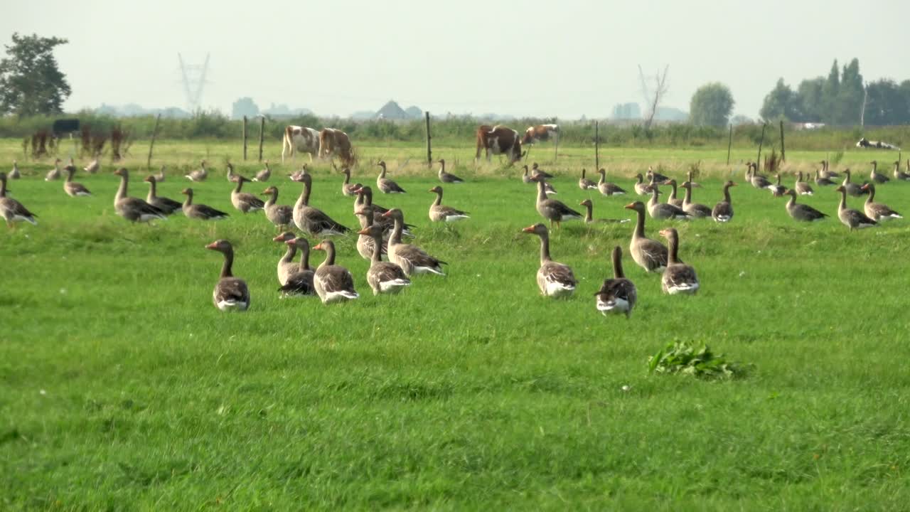 En stor flok vilde grågæs hviler på en grøn poldergræsmark i Holland under trækperioden, med køer i baggrunden