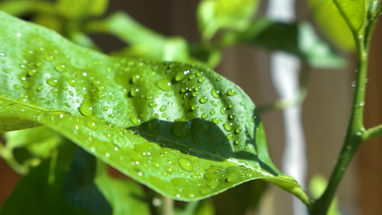 Gentle motion of fresh green citrus leaves glistening with water droplets. Water beads cover plants surface, creating refreshing sunny visual. Detailed view curve of the leaf and soft focus background