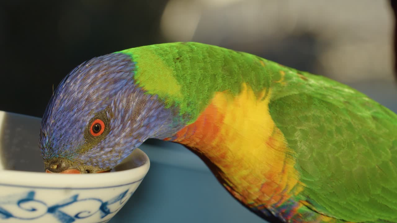 Vivid rainbow lorikeet eats from ceramic bowl outdoors, macro close-up, warm natural sunlight