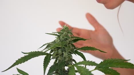 primer plano detalle de niña nariz oliendo cogollos de una planta de cannabis al aire libre