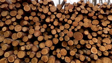 pile of wood logs in woodland ready for timber export industry