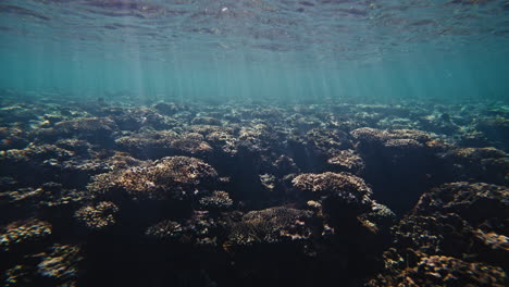 Fondo-Panorámico-De-Naturaleza-Submarina-De-Arrecifes-De-Coral-Oceánicos-En-Australia-Con-Una-Sensación-Azul-Fresca