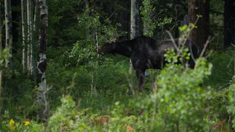 a wild moose feeding in the forest at gordon gulch, colorado, usa
