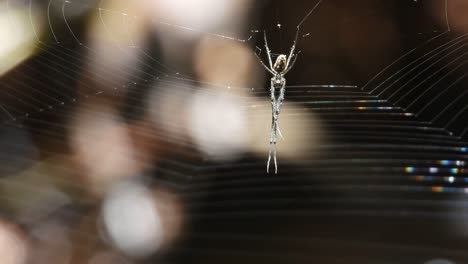 Spider-web-waiting-for-pray-UHD-MP4-4k-..