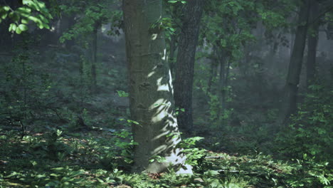 misty forest scene