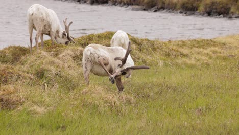 Reindeers-in-natural-environment,-the-North-of-Norway,-Nordkapp.-Beautiful-nature-of-Norway.