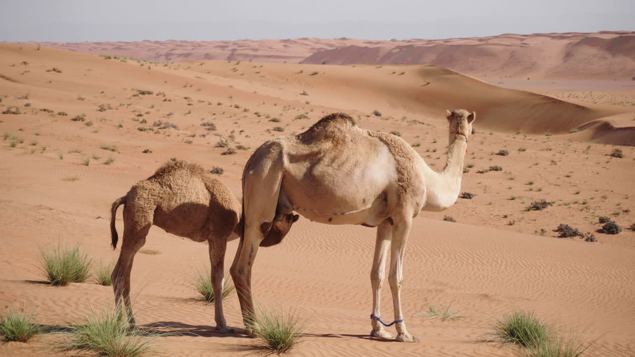 Camel with it's mother in the Wahiba Desert of Oman