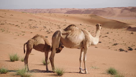 camel with it's mother in the wahiba desert of oman