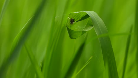 Telaraña-Haciendo-Telaraña---Hierba-De-Arroz-Verde