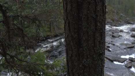 Girl-walking-and-looking-at-the-forest.-Slowmotion