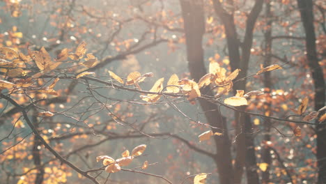 European-forest-in-autumn-colors-with-yellow-leaves,-medium-shot-panning