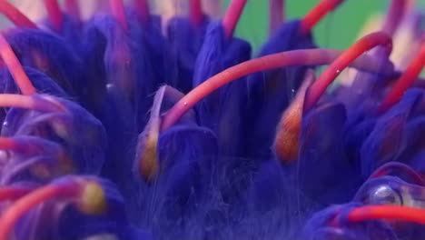 primer plano de una flor púrpura y roja vibrante