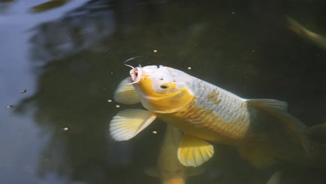 peces koi comiendo pellets en un estanque