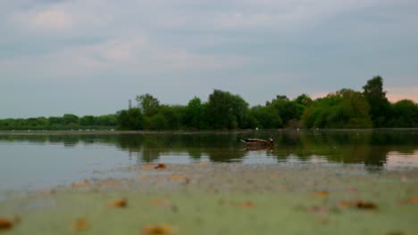 Enten,-Die-Sich-Mitten-In-Einem-See-Ausruhen-Und-In-Die-Kamera-Blicken