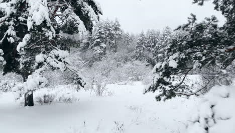 Luftaufnahme-Des-Winterwaldes