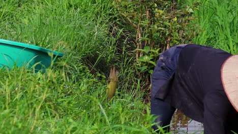 a person in a conical hat bends over, working amidst dense green vegetation with a blue container nearby.