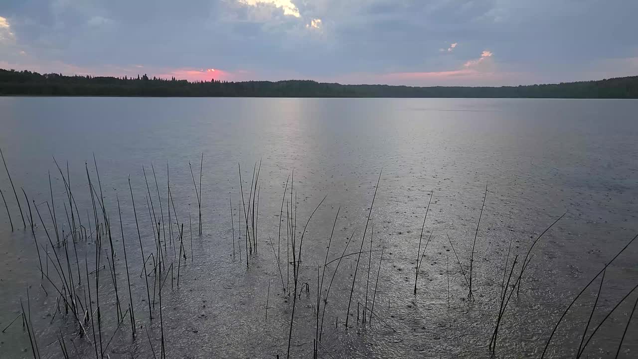 Soft rain creates ripples across a boreal lake on a quiet evening. Higher angle view highlights the texture of raindrops on the water’s surface in a calm northern wilderness setting