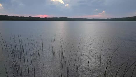 soft rain creates ripples across a boreal lake on a quiet evening. higher angle view highlights the texture of raindrops on the water’s surface in a calm northern wilderness setting